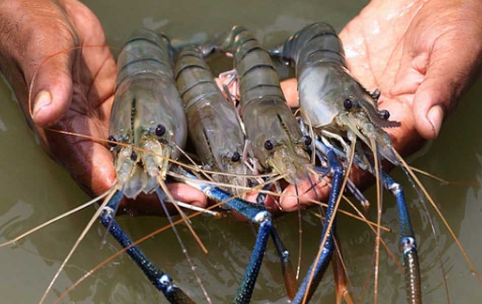 Shrimp Farming